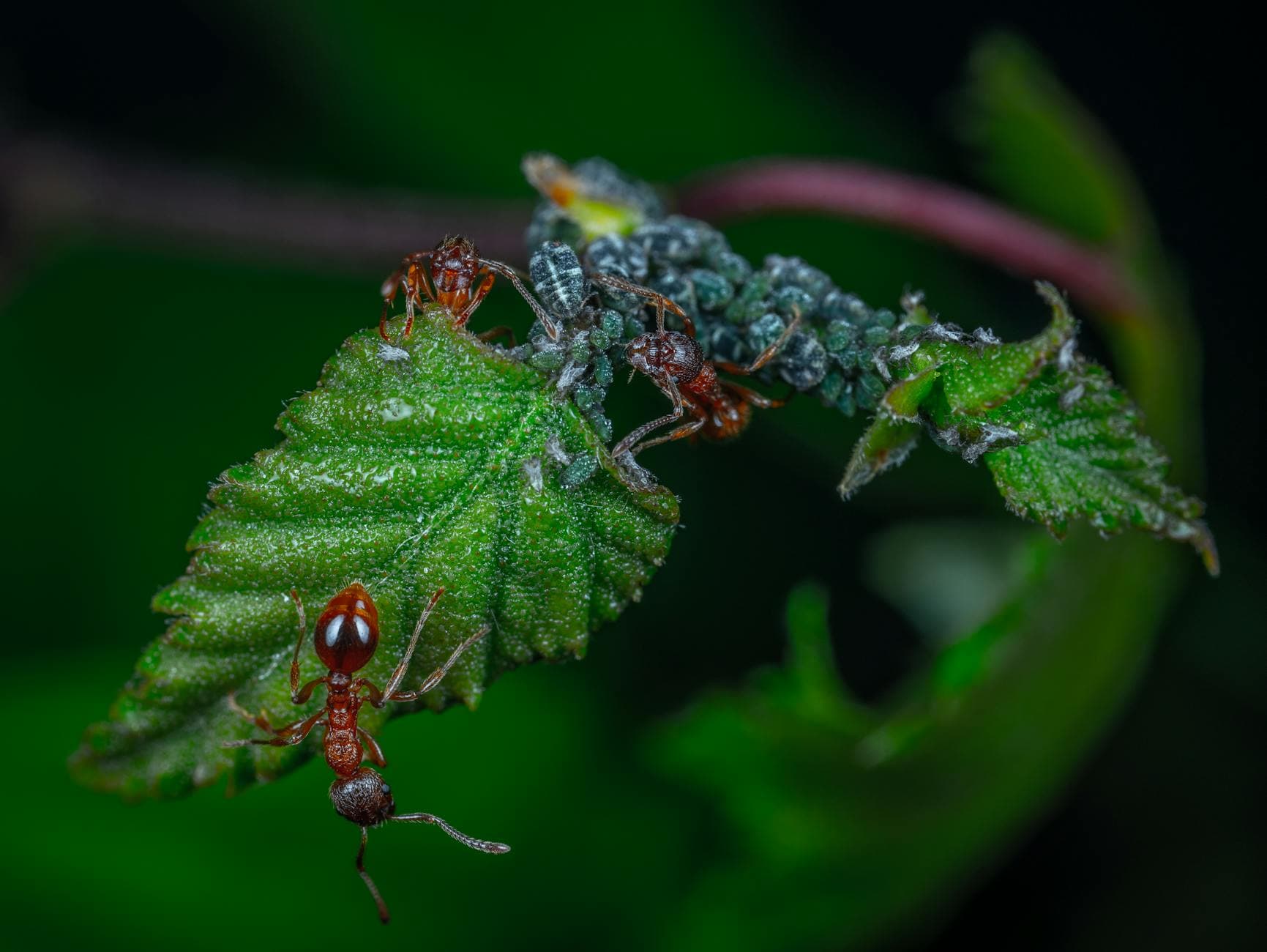 Close-up macro photo of ants - prevention tips for Boise homes