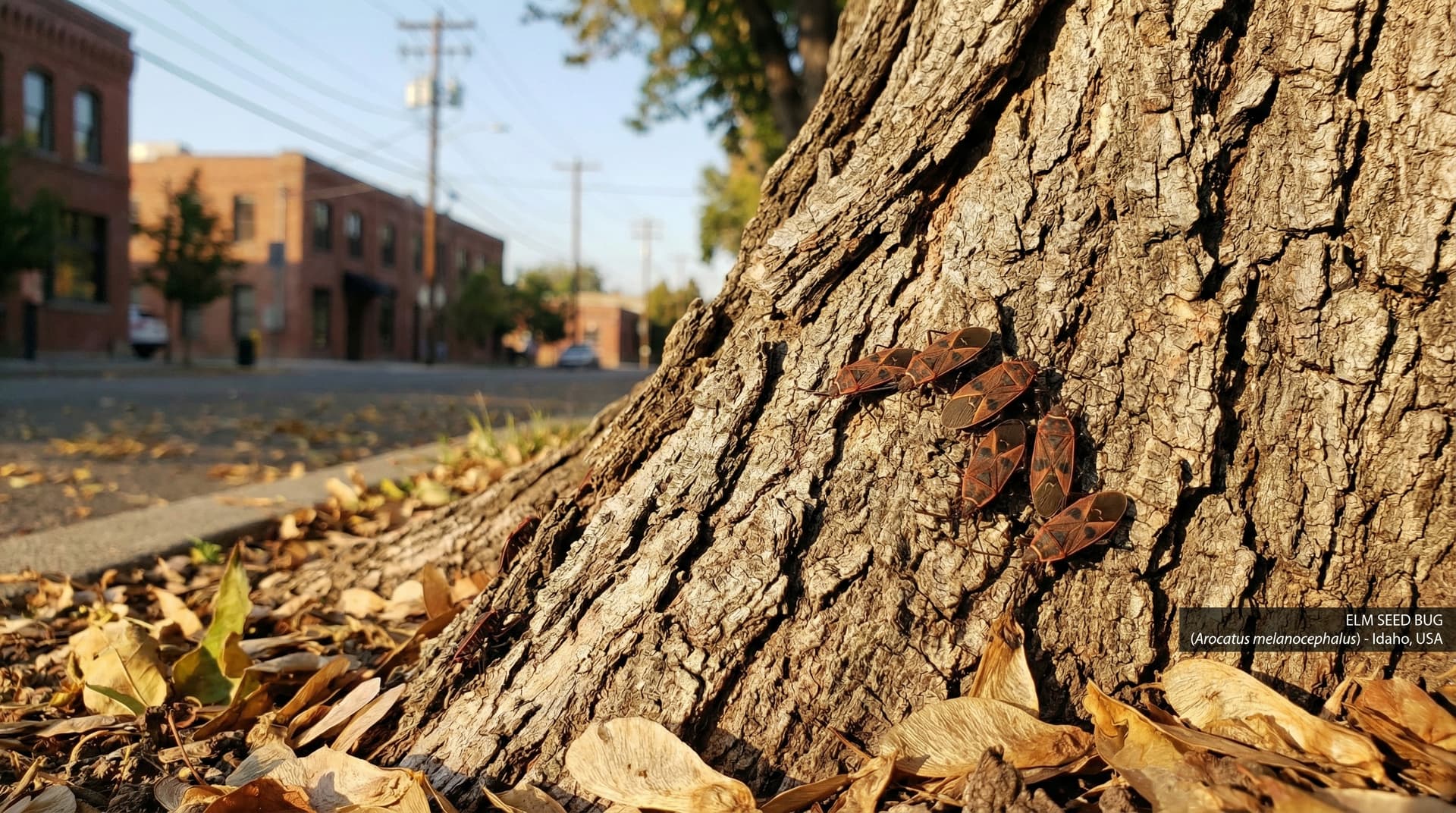 Elm seed bug identification - invasive pest in Idaho homes