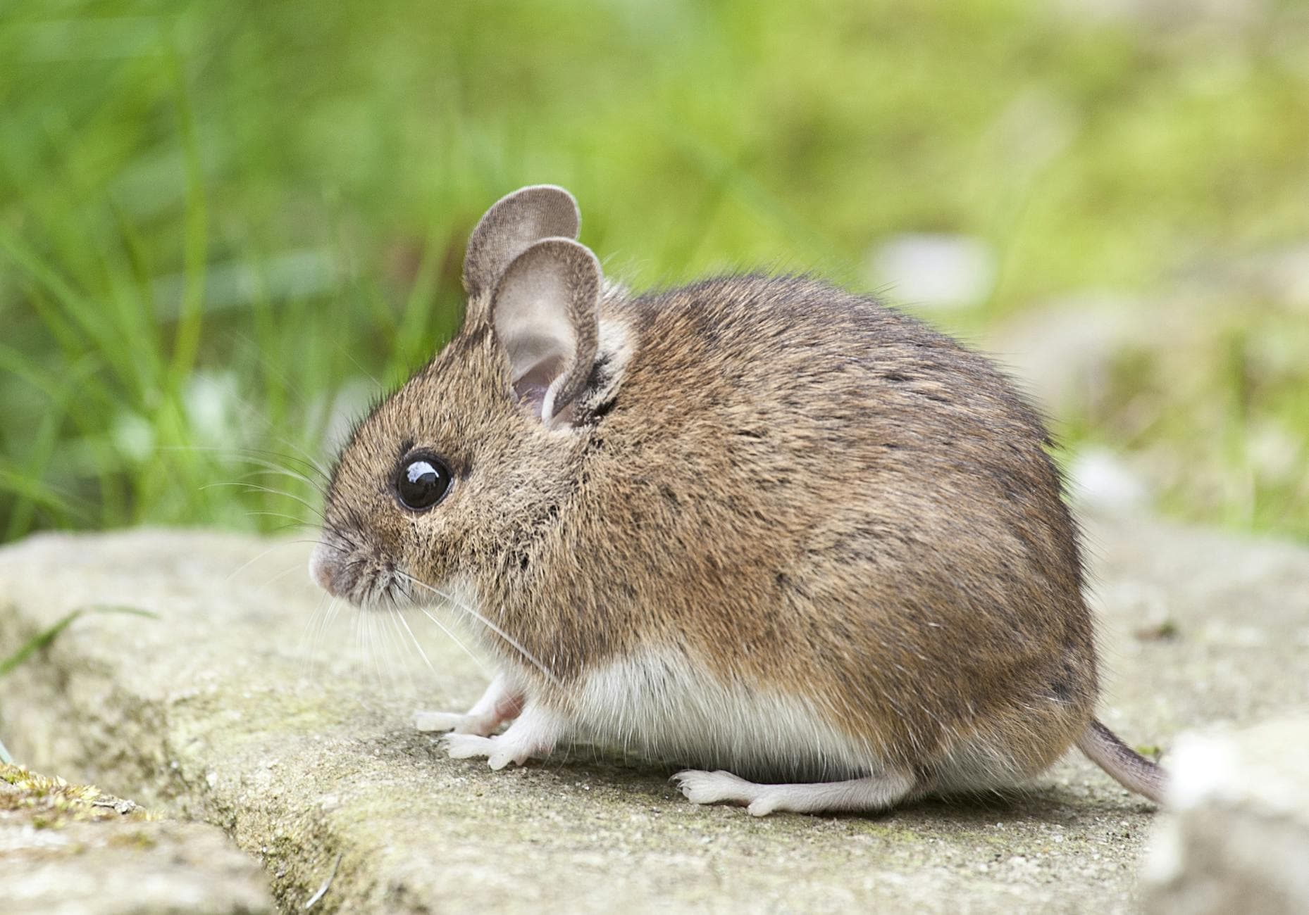 Brown mouse with large ears and a white belly sitting on a stone step beside green grass
