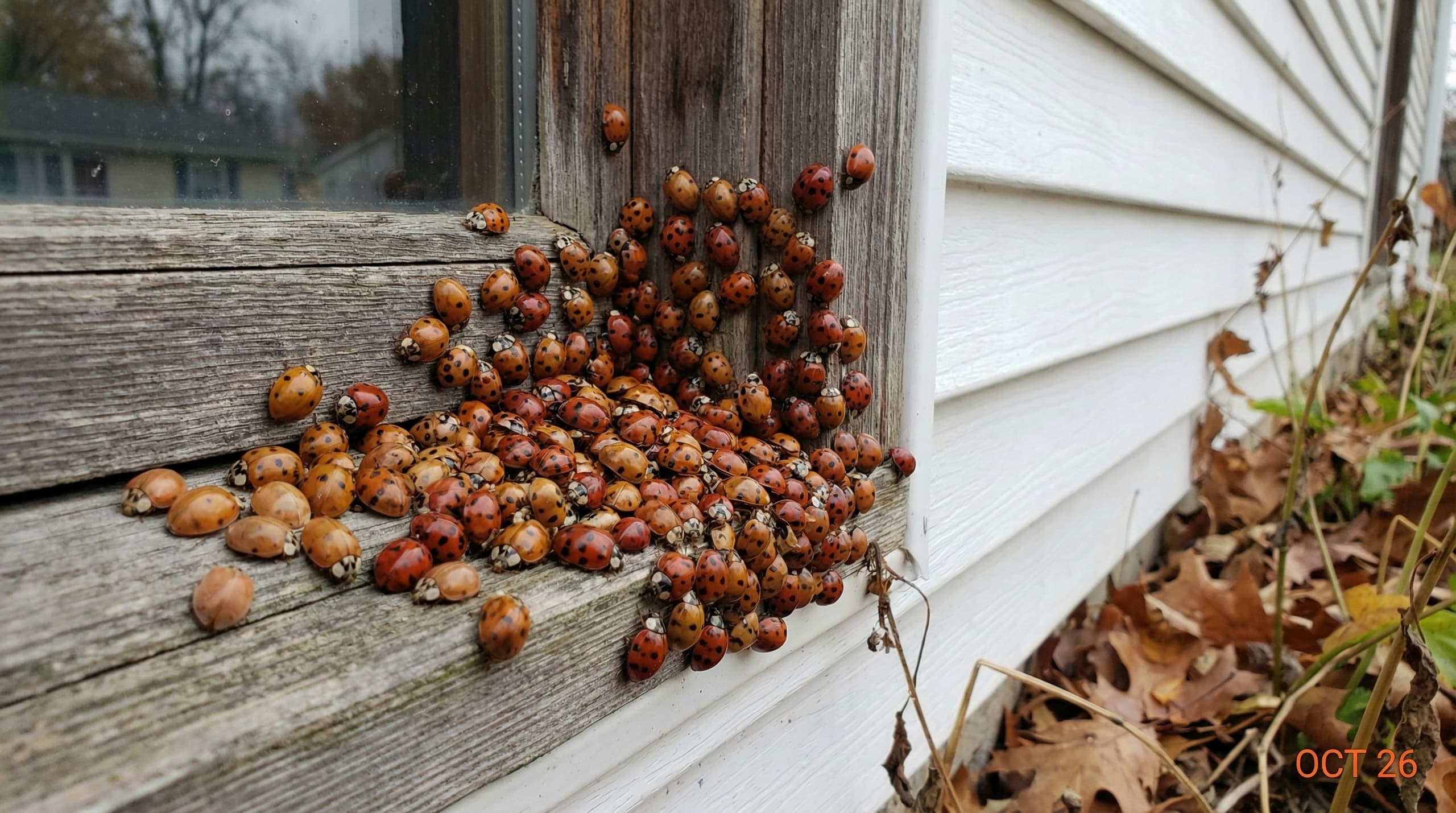 Asian Lady Beetles - showing key features for identification