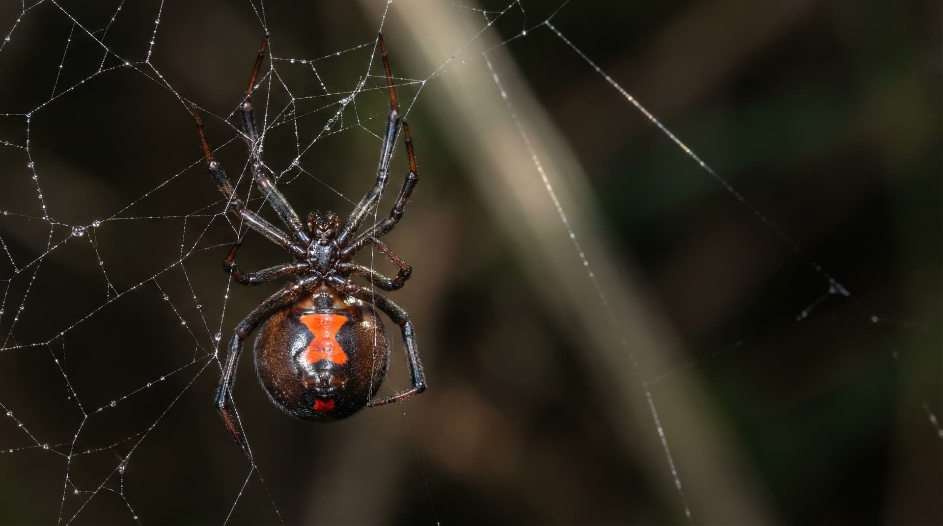 Black Widow Spider - showing key features for identification