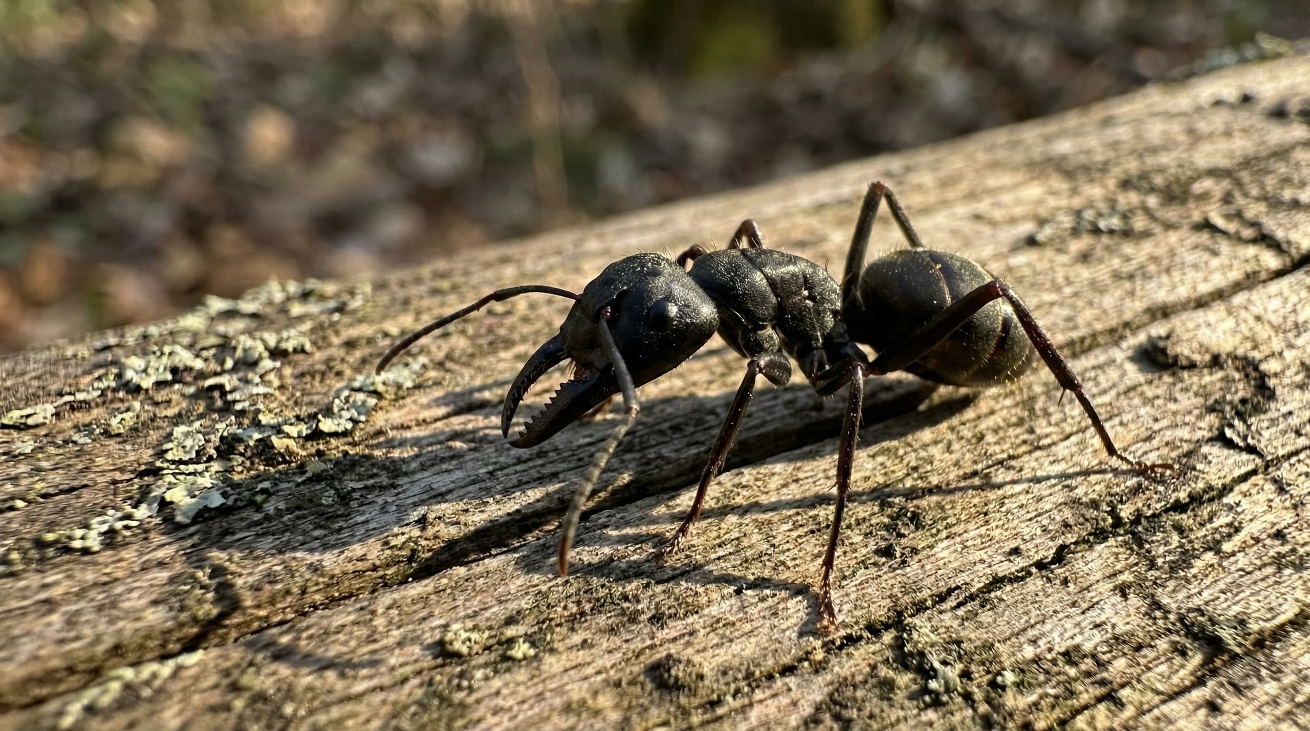Carpenter Ants - showing key features for identification