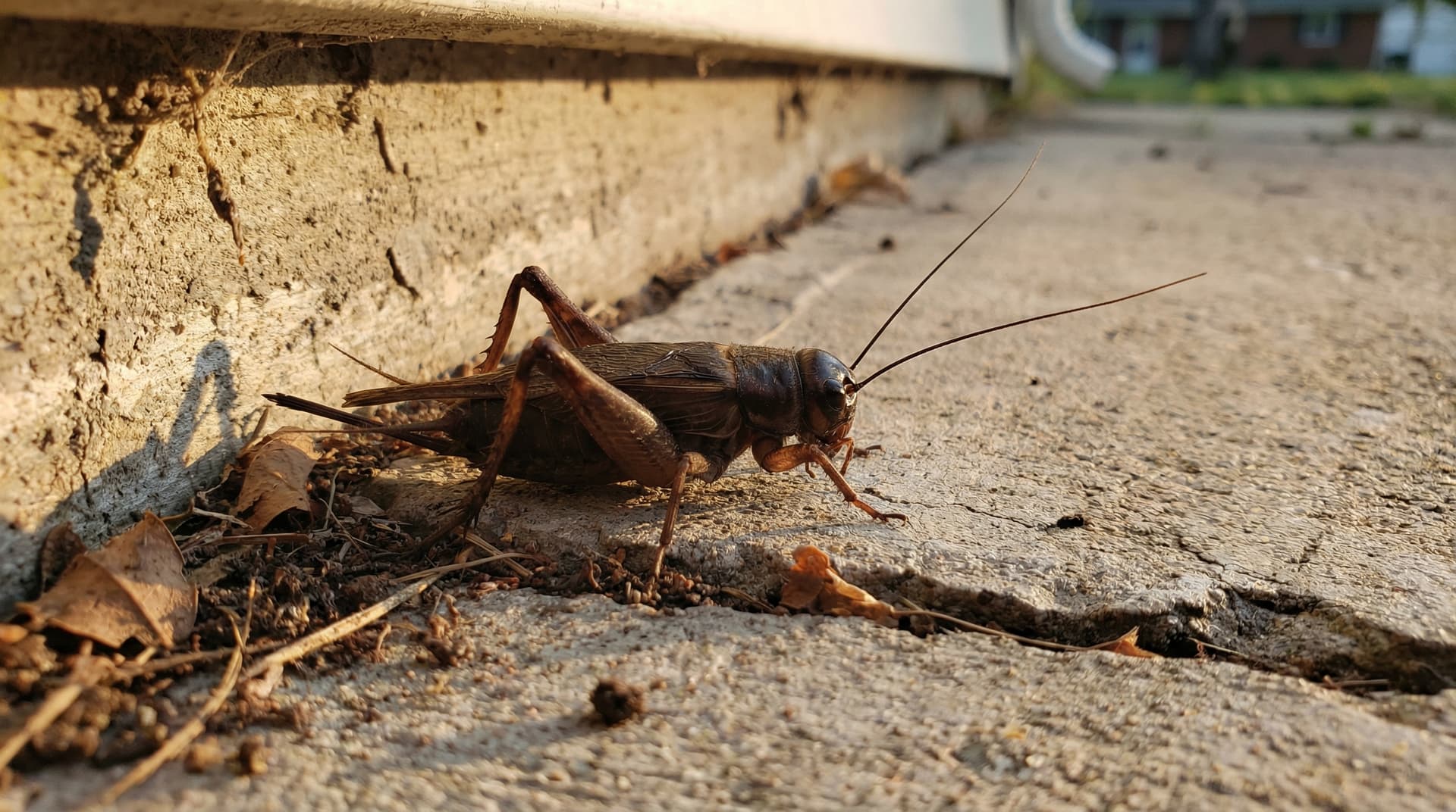 Crickets - showing key features for identification