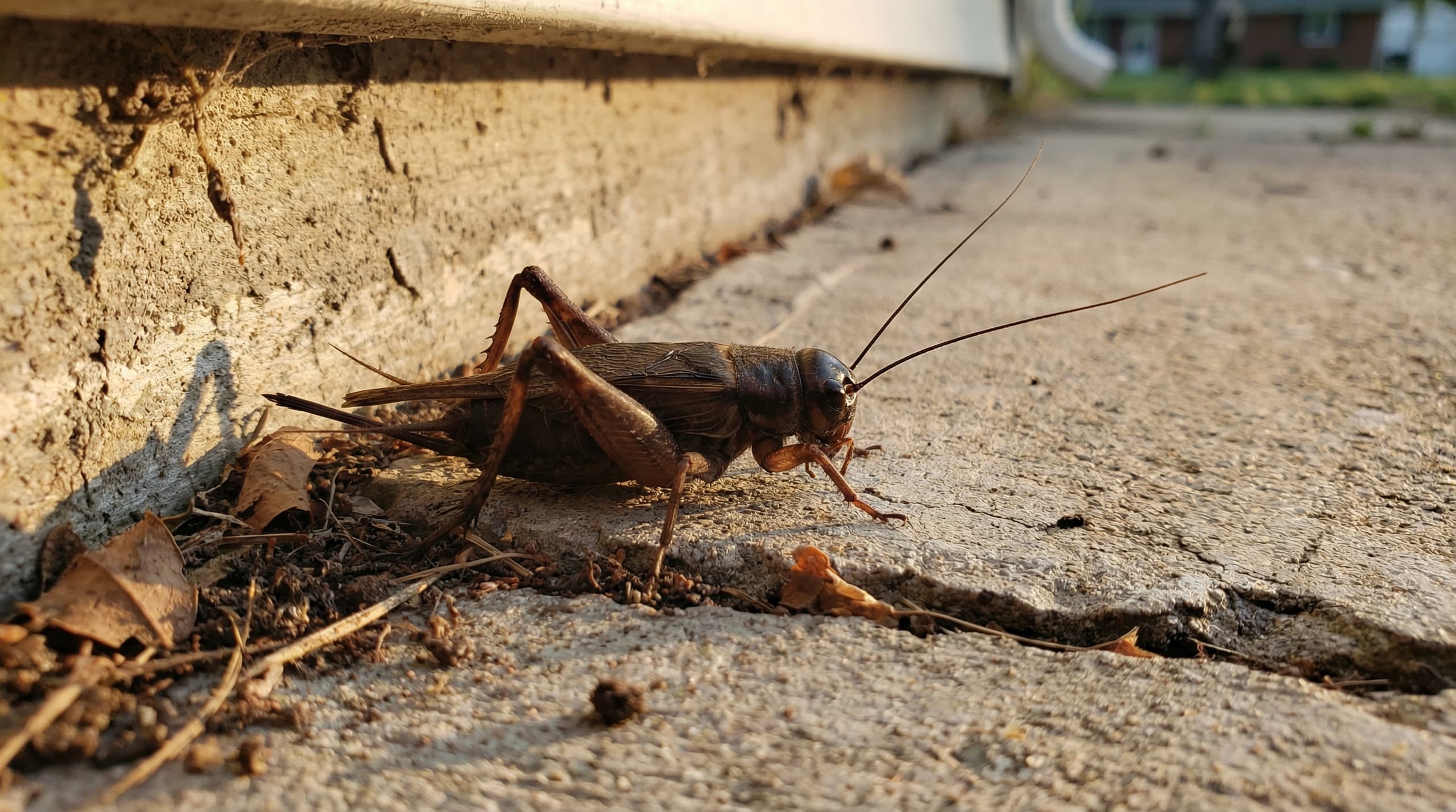 Crickets - showing key features for identification