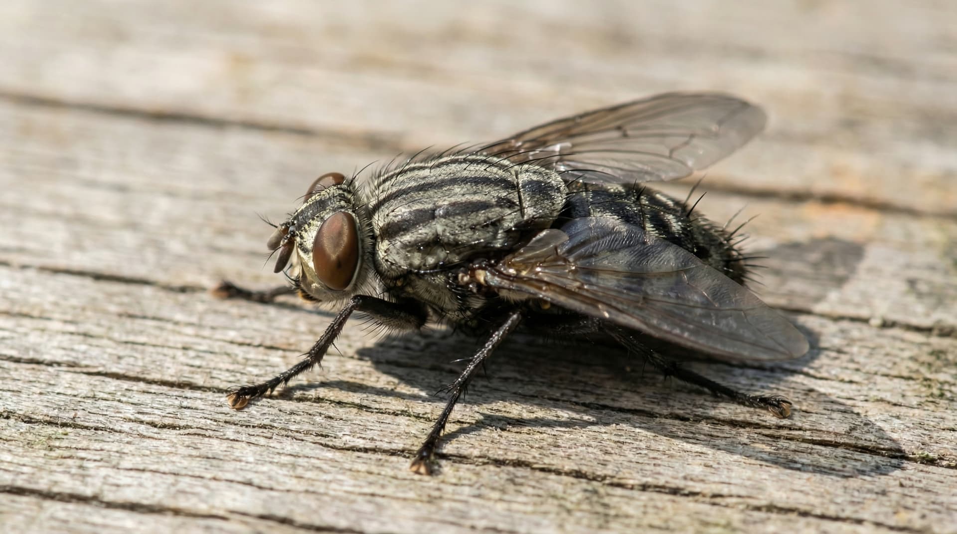 House Flies - showing key features for identification