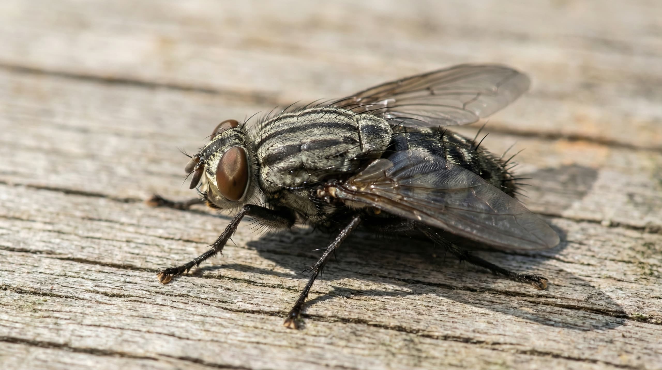 House Flies - showing key features for identification