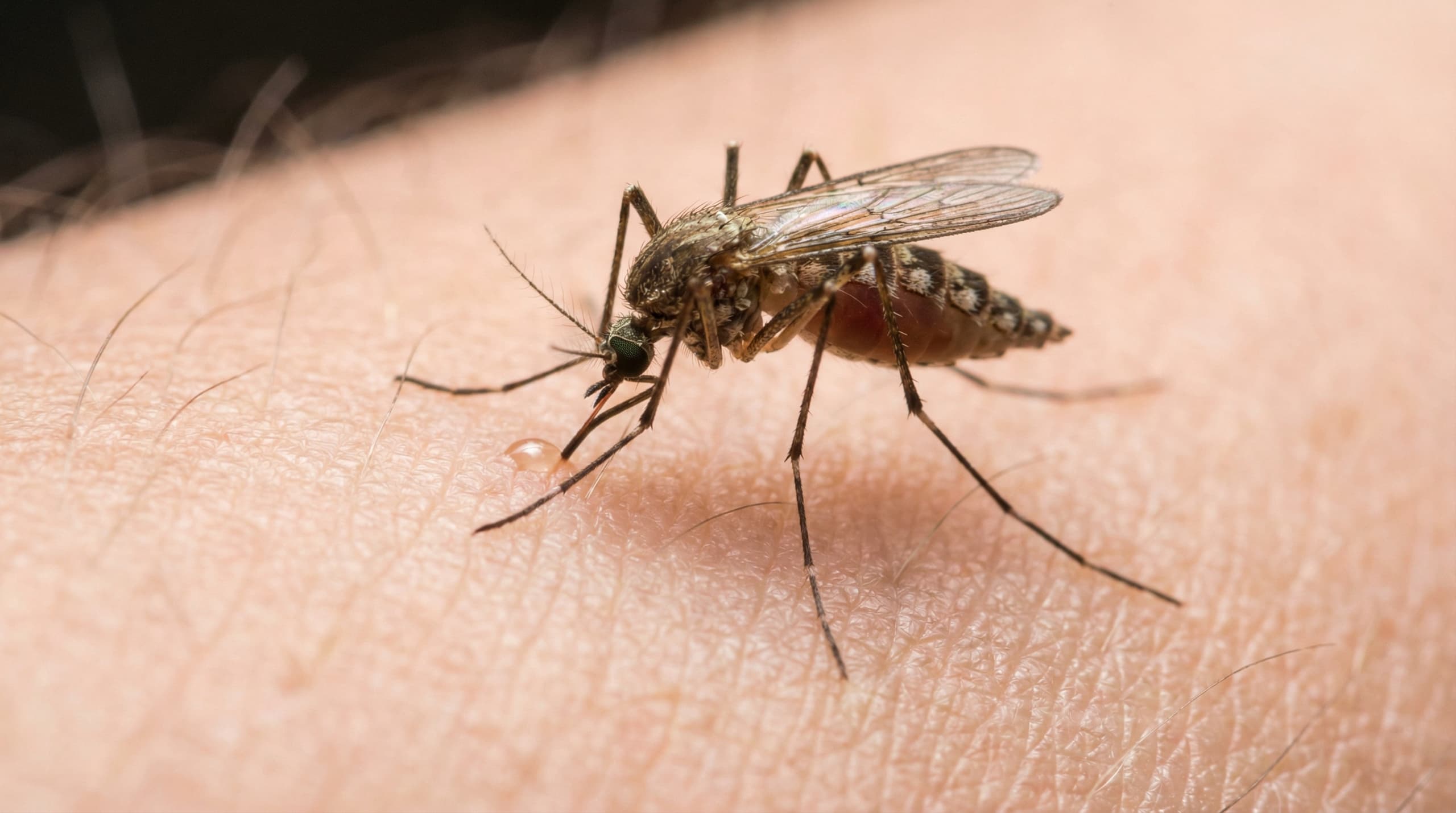 Mosquitoes - showing key features for identification