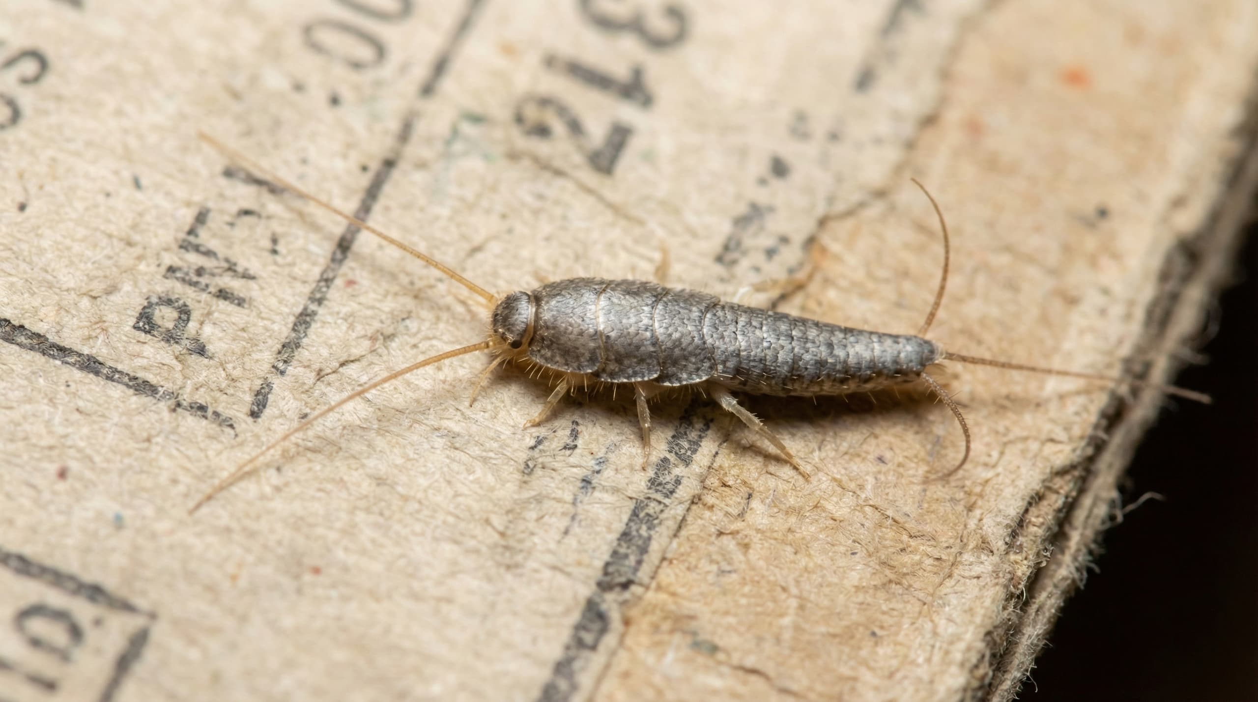 Silverfish - showing key features for identification