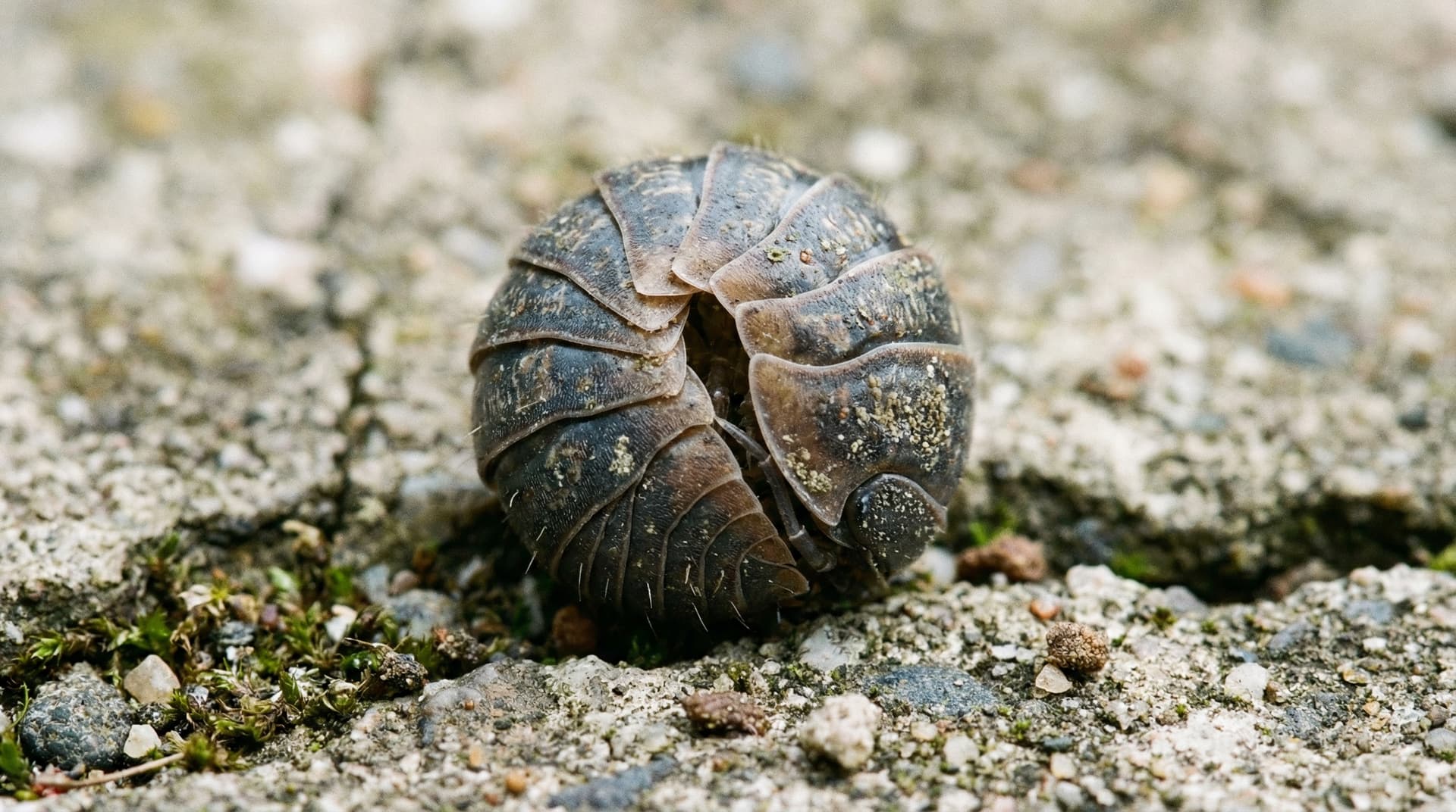 Sowbugs & Pillbugs - showing key features for identification