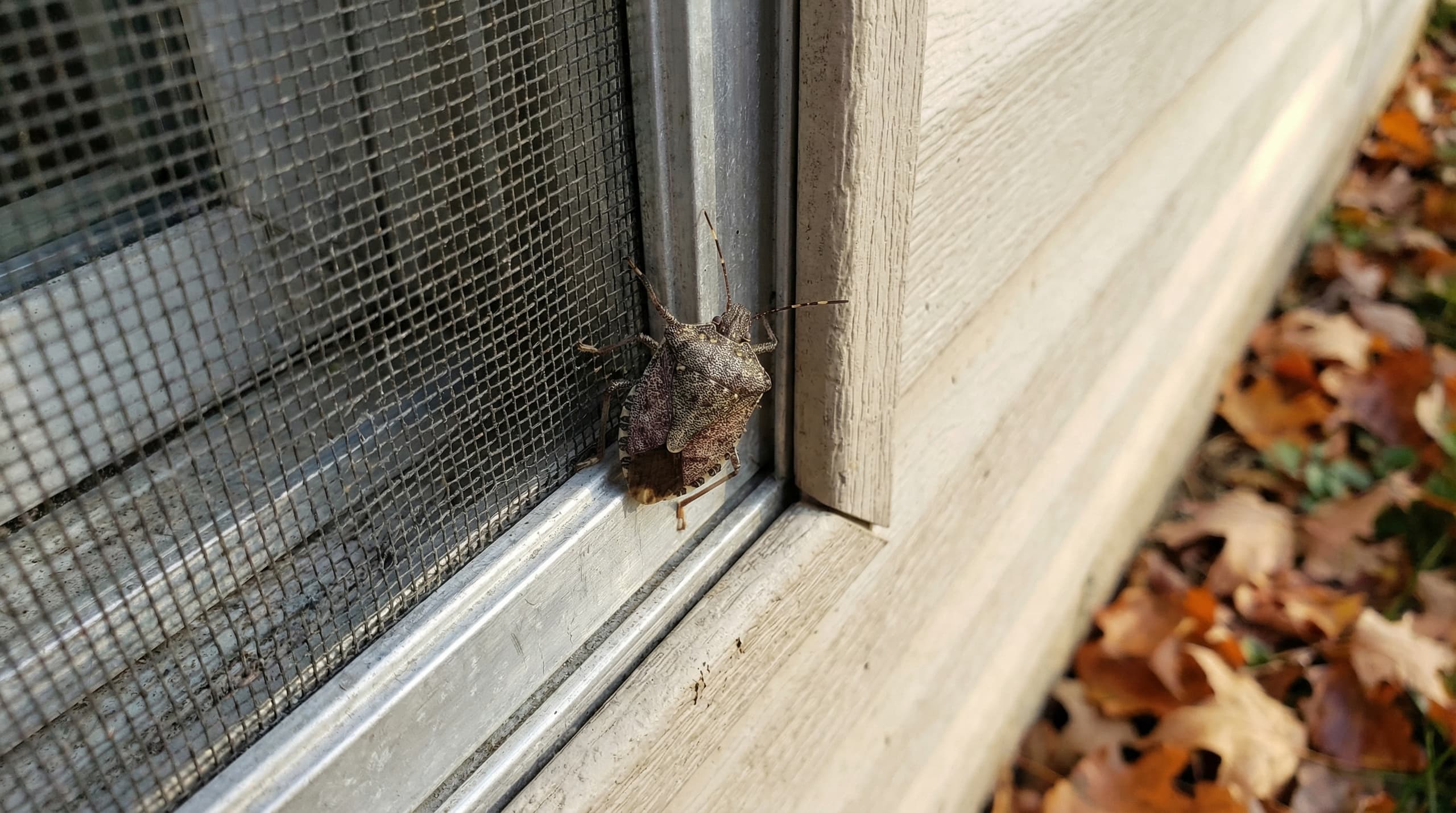 Brown Marmorated Stink Bug - showing key features for identification