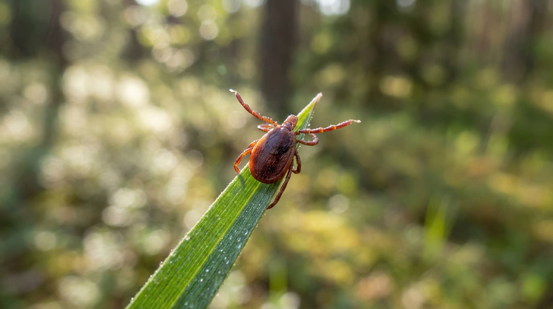 Ticks - showing key features for identification