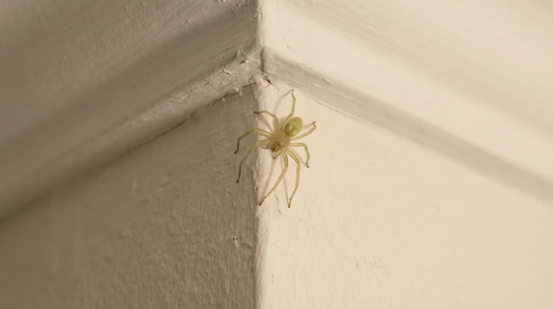 Yellow Sac Spider - showing key features for identification