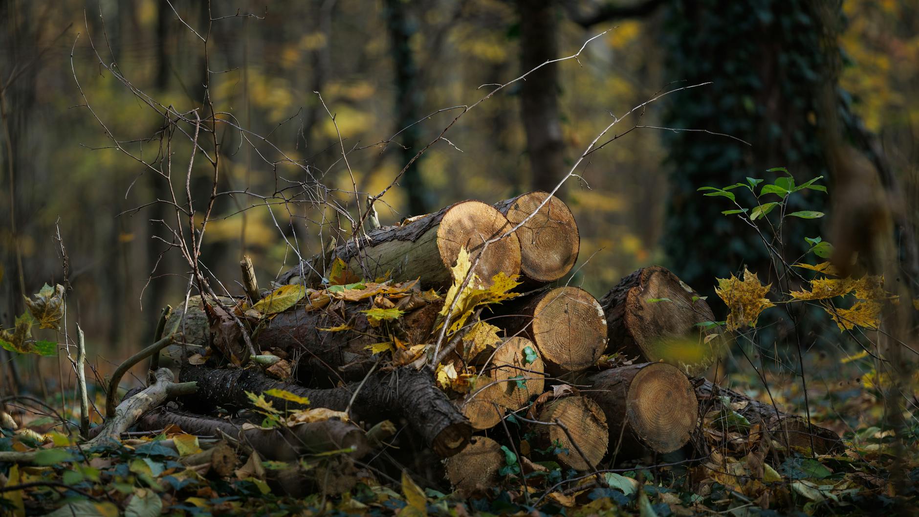 Natural green environment - eco-friendly pest control