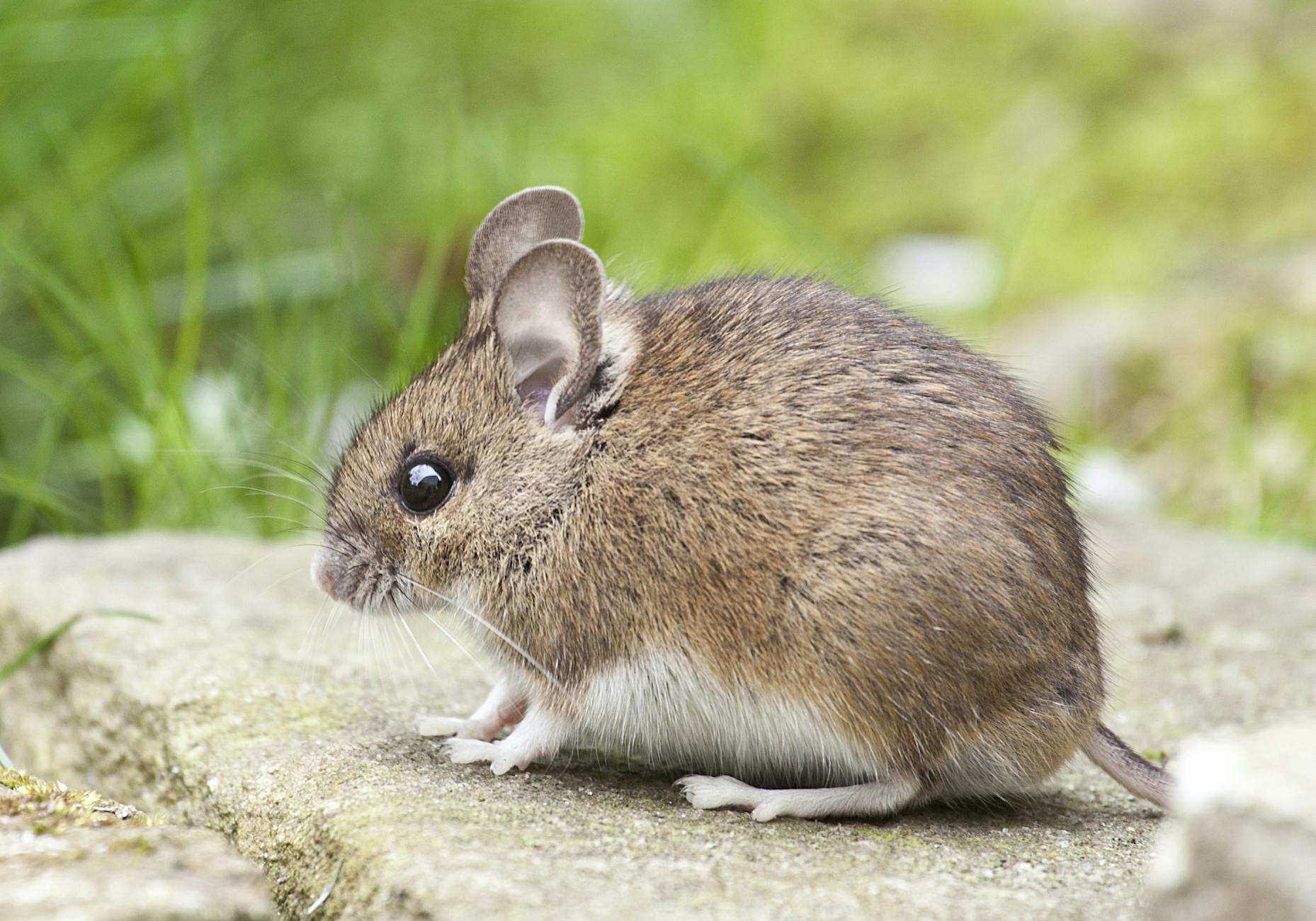 Brown mouse with large ears and a white belly sitting on a stone step beside green grass
