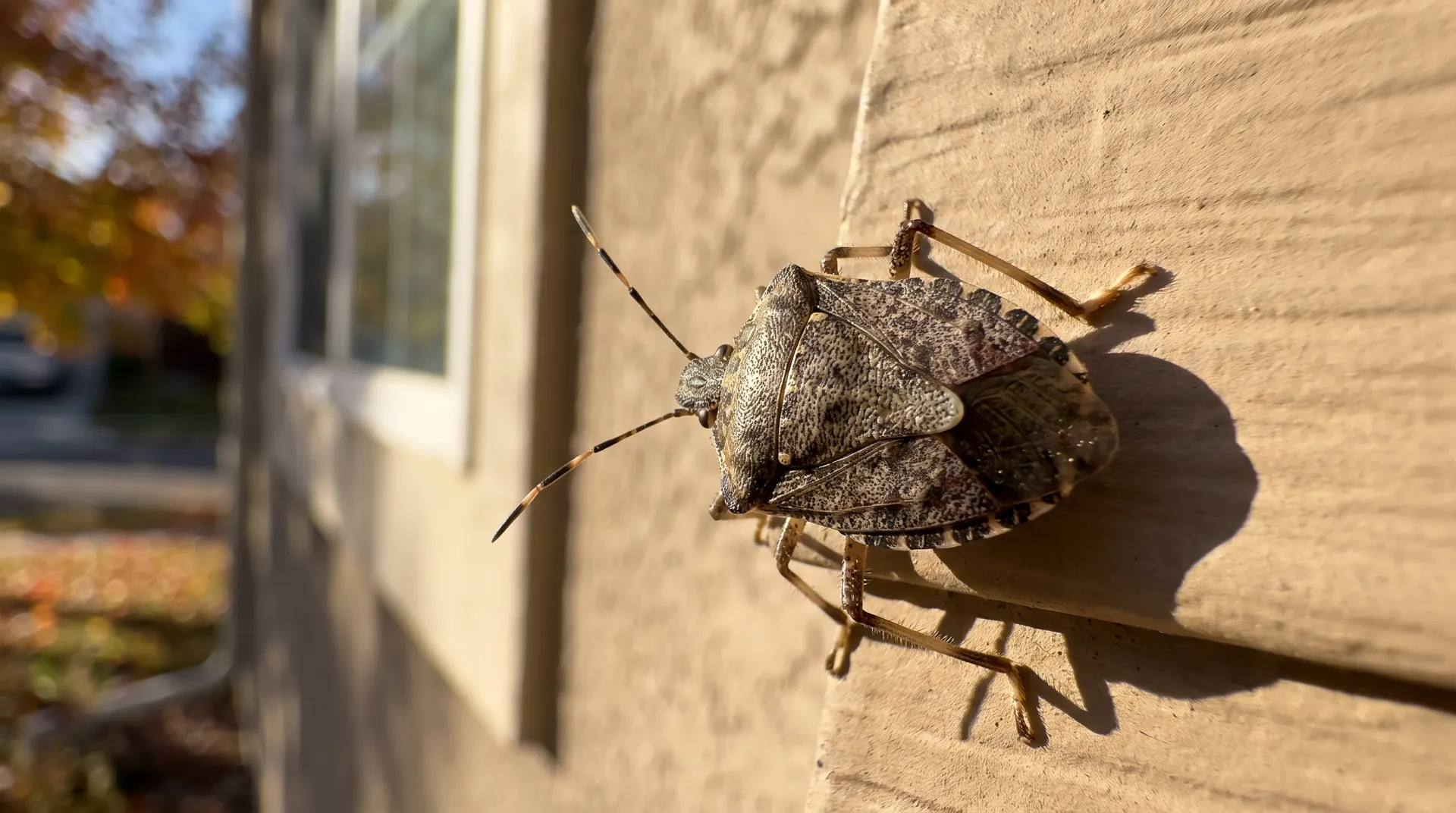 Brown marmorated stink bug on the sunlit siding of a Boise Idaho home during the fall overwintering push
