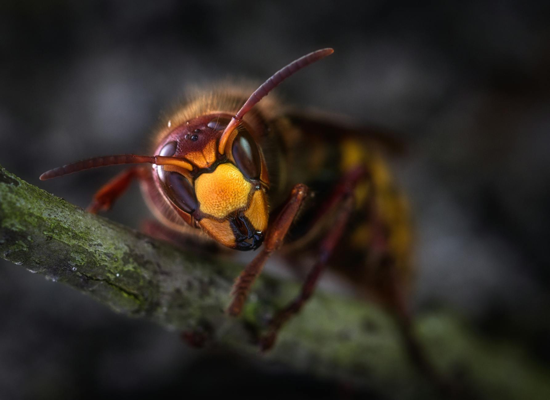 Wasp nest - identification guide for when to call a professional