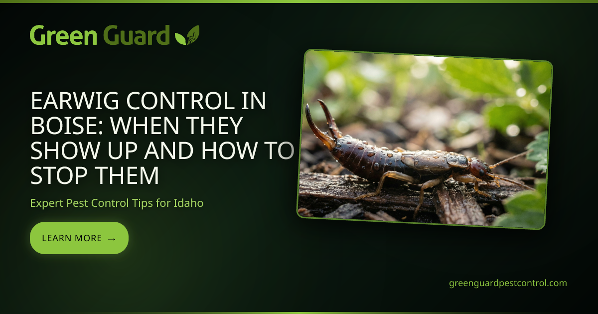 Earwig Control in Boise: When They Show Up and How to Stop Them | Green ...