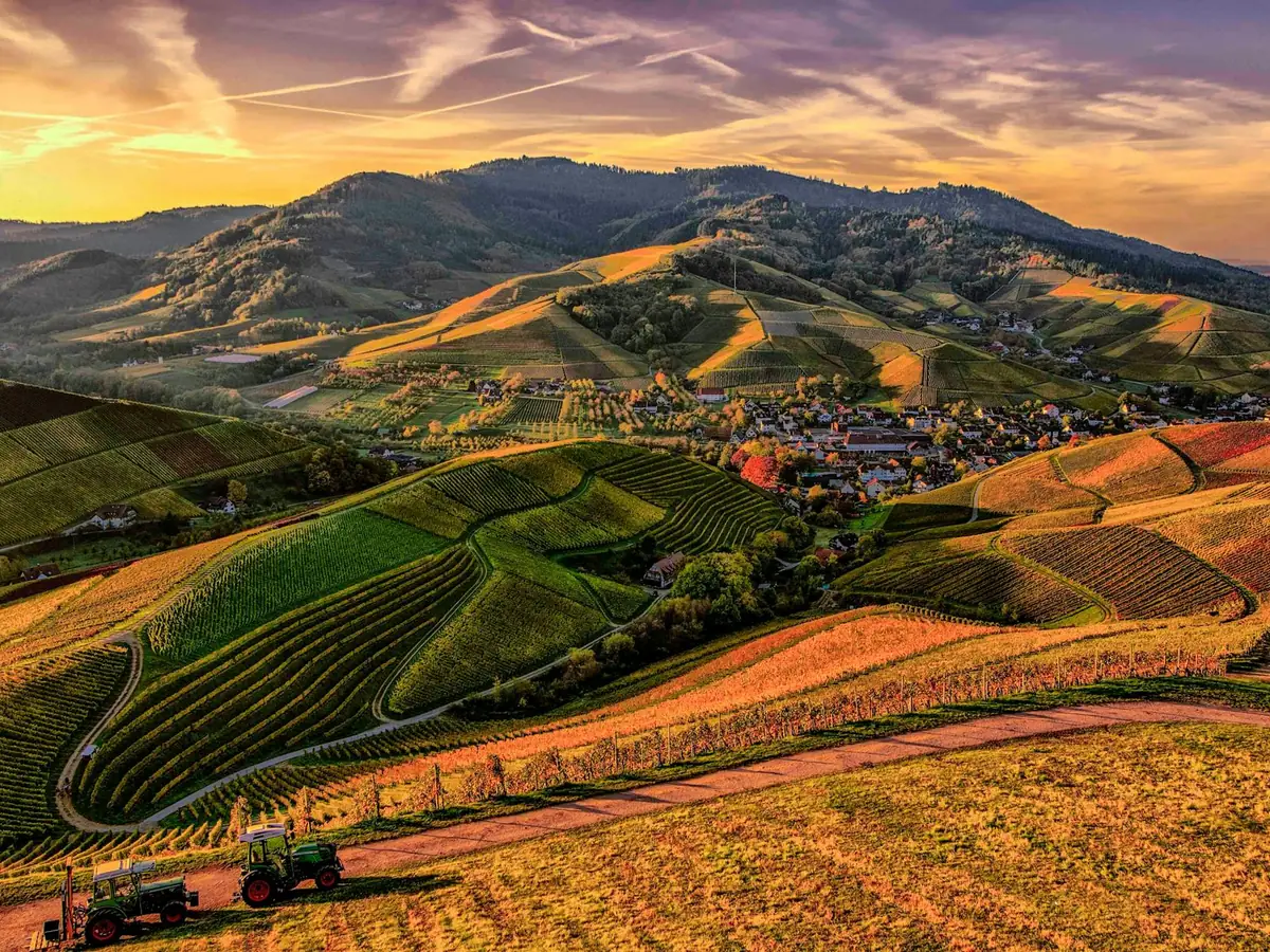 Idaho vineyard landscape near Middleton, pest control services