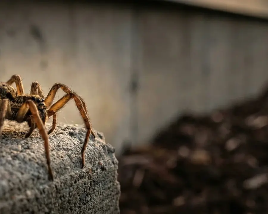 A hobo spider on a concrete foundation
