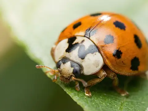 Macro closeup of an orange and black spotted lady beetle on a green leaf