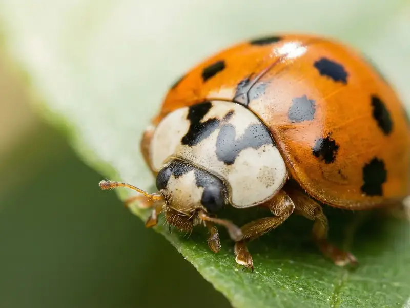 Macro closeup of an orange and black spotted lady beetle on a green leaf