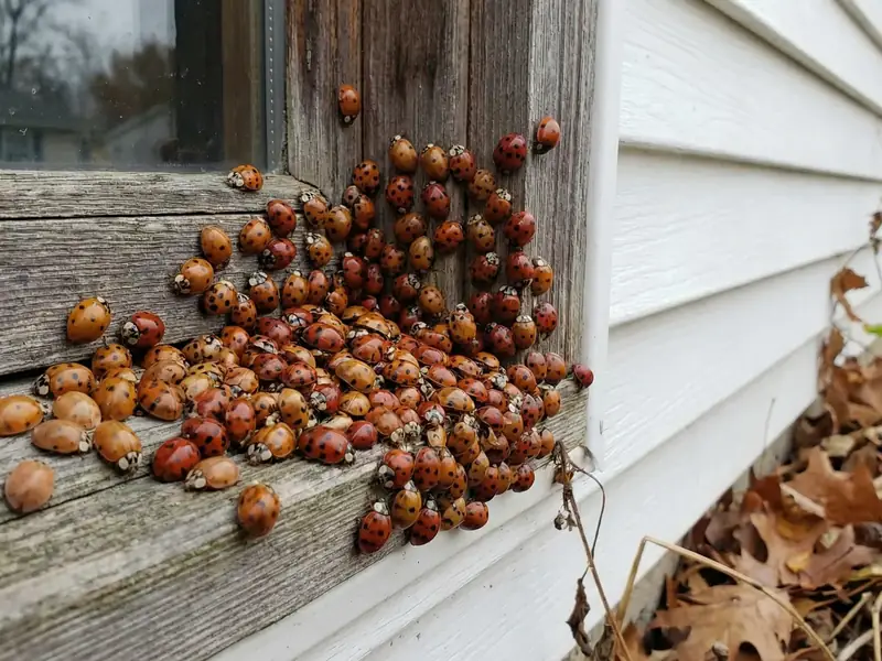 A cluster of Asian lady beetles on white house siding near a window frame, with fallen leaves nearby