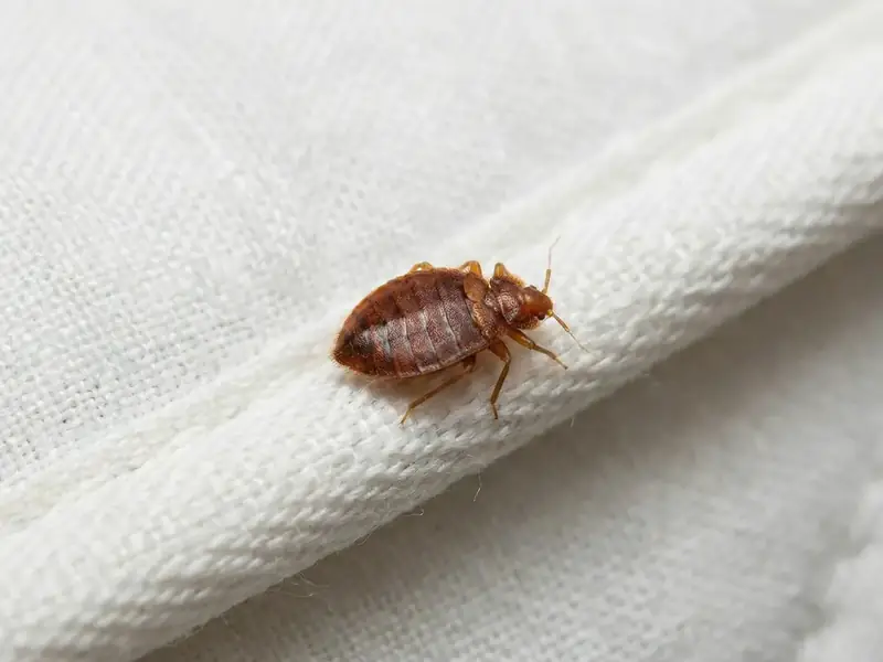 Macro close-up of a bed bug on white fabric, likely a mattress seam