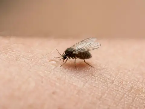 Extreme close-up of a mosquito biting human skin