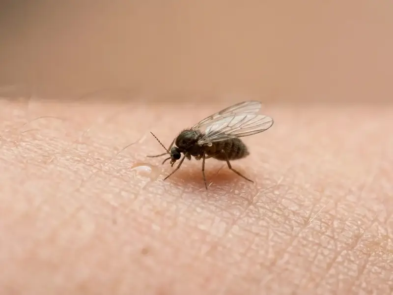 Extreme close-up of a mosquito biting human skin