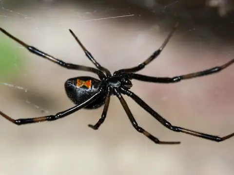 Black Widow Spider (Latrodectus hesperus), showing the red hourglass on the underside of its glossy black abdomen
