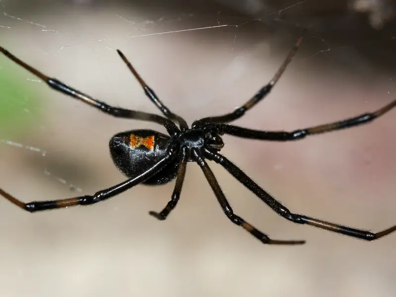 Black Widow Spider (Latrodectus hesperus), showing the red hourglass on the underside of its glossy black abdomen