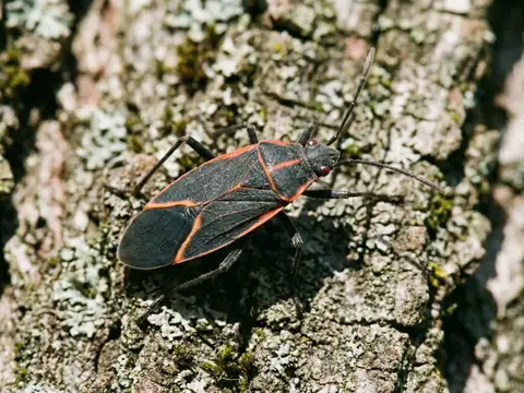 A macro closeup of a boxelder bug resting on lichen-covered tree bark