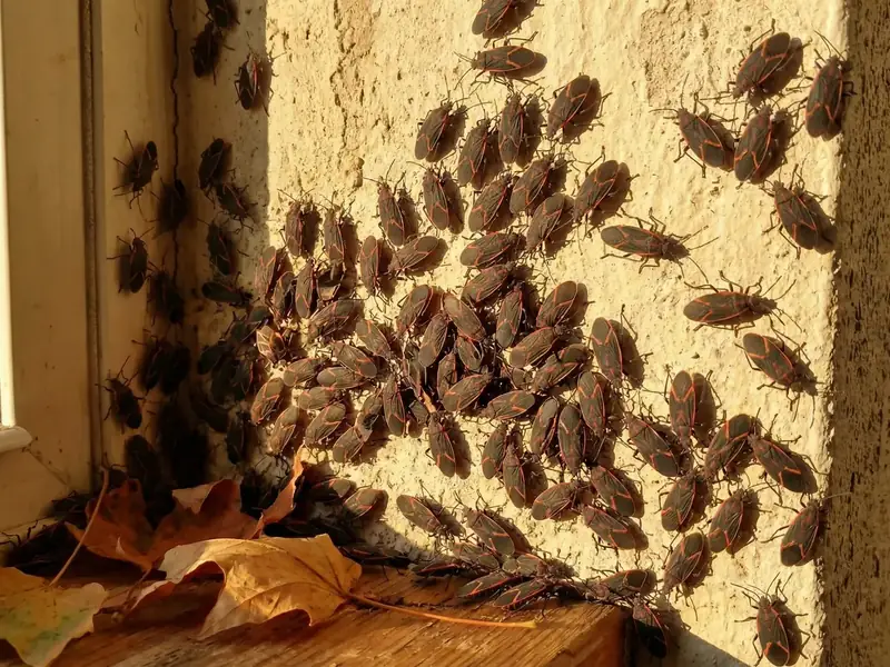 A dense cluster of box elder bugs swarming on a light-colored stucco wall next to a window, with fallen leaves on the ground below