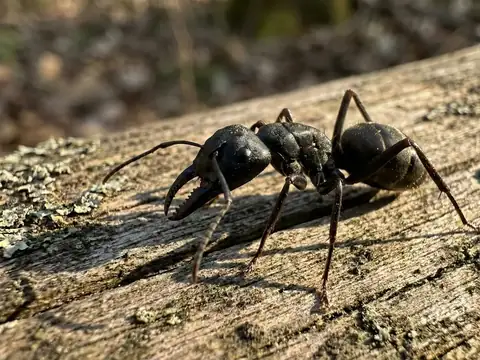 Extreme macro close-up of a black carpenter ant standing on a lichen-covered log