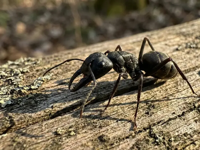Extreme macro close-up of a black carpenter ant standing on a lichen-covered log
