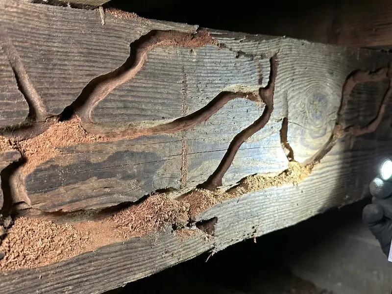 Close-up of a wooden beam showing visible carpenter ant damage tunnels and galleries, illuminated by a flashlight in a crawlspace