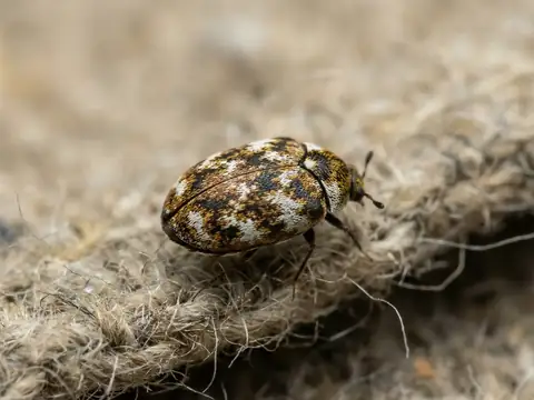 Macro close-up of a mottled patterned carpet beetle resting on carpet or fabric fibers