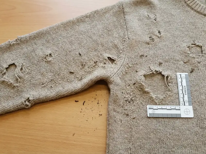 A closeup of a sweater with several small holes from carpet beetle damage, a ruler placed nearby for scale