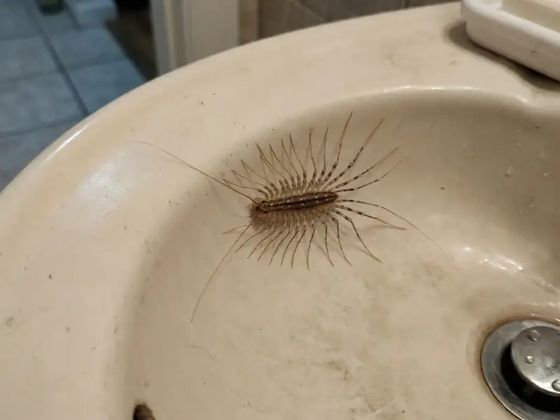 A house centipede with long trailing legs rests inside a white bathroom sink