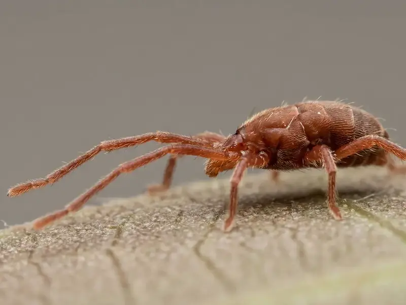 Macro close-up of a reddish clover mite on a light surface