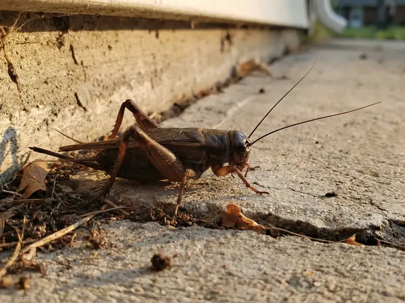 Close-up of a cricket on a concrete step or foundation edge