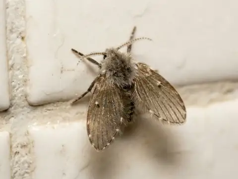 Macro close-up of a small fuzzy drain fly (moth fly) resting on white tile and grout