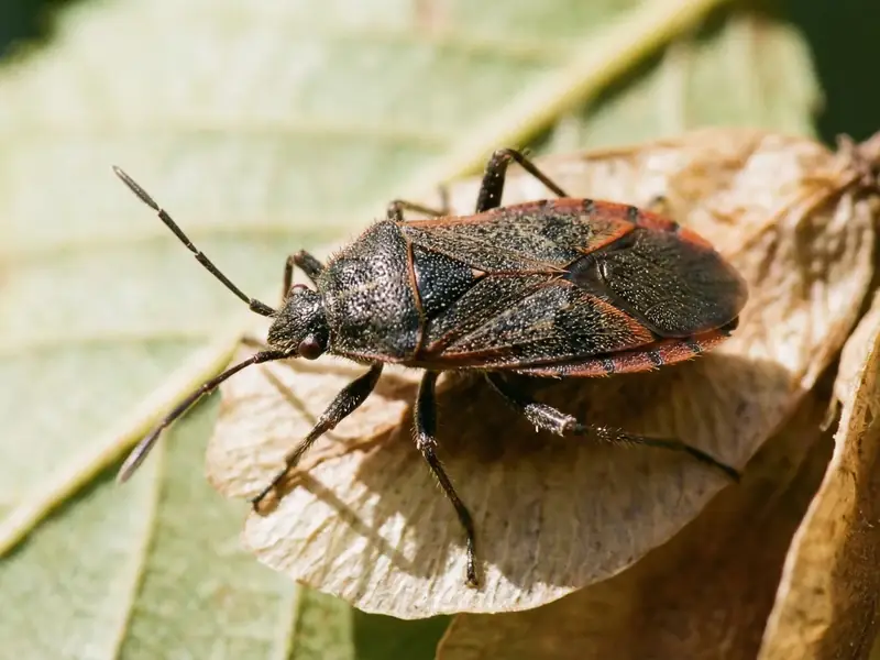 Macro close-up of a small reddish-brown bug with long legs resting on a dry leaf