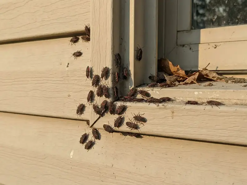 Cluster of elm seed bugs on house siding near a window trim, sunlit