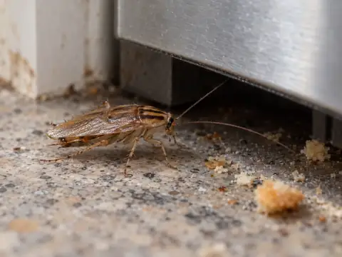A German cockroach, light brown with two dark stripes behind its head, on a kitchen countertop beside the gap under a dishwasher