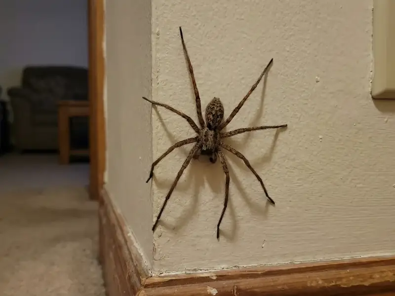 Large hairy house spider on a white interior wall near a light switch, with a living room sofa visible in the background