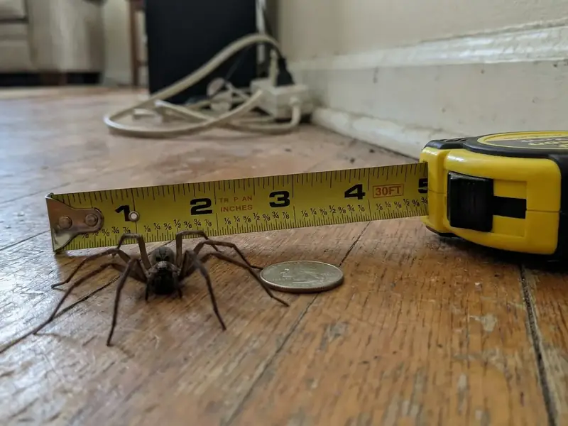 A large spider (labeled giant house spider) sits on a wood floor next to a tape measure showing its leg span next to a coin for scale