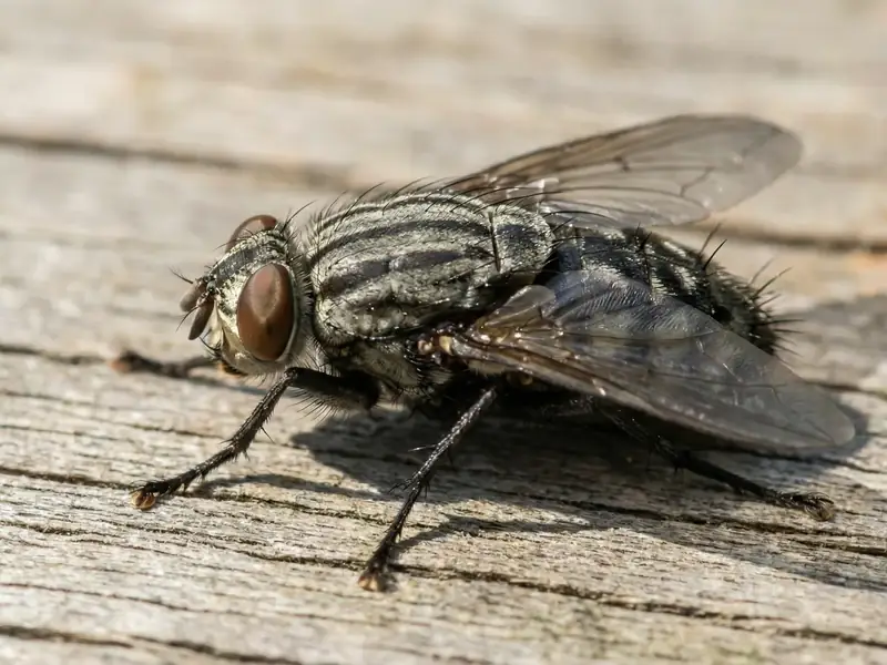 A macro closeup of a house fly resting on a weathered wood surface