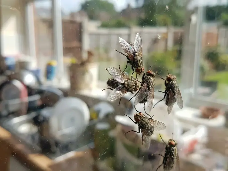 Several house flies are clustered on a window pane above a cluttered windowsill filled with jars and household items, with a yard visible outside