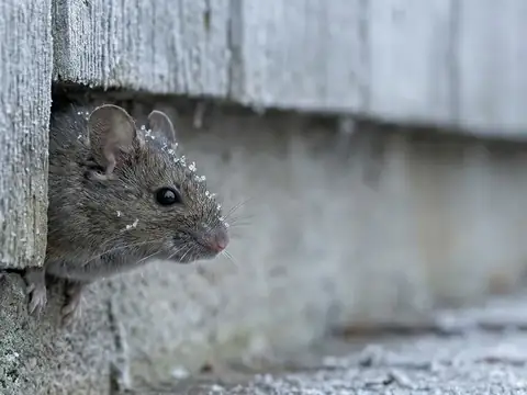 Close-up of a mouse peeking out from a gap in frosty wood siding